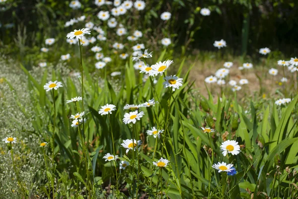 Kamille bloemen in de tuin in de zomer — Stockfoto