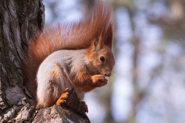 Avrupa kırmızı sincabı ağaçta yemek yiyor. Ağaçtaki bulanık arka planda.
