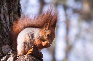 Avrupa kırmızı sincabı ağaçta yemek yiyor. Ağaçtaki bulanık arka planda.