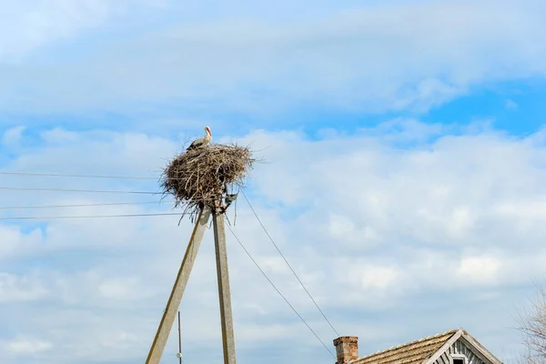 Stork Nest Power Line Blue Cloudy Sky Background — Stock Photo, Image