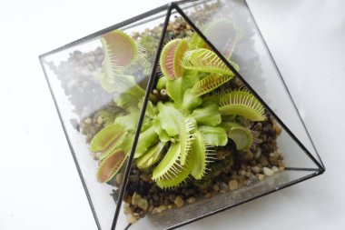 Geometrik teraryumdaki etobur Venüs Sinek Tuzakları (Dionaea muscipula). Pencere kenarında yırtıcı bitkiler olan Floraryum