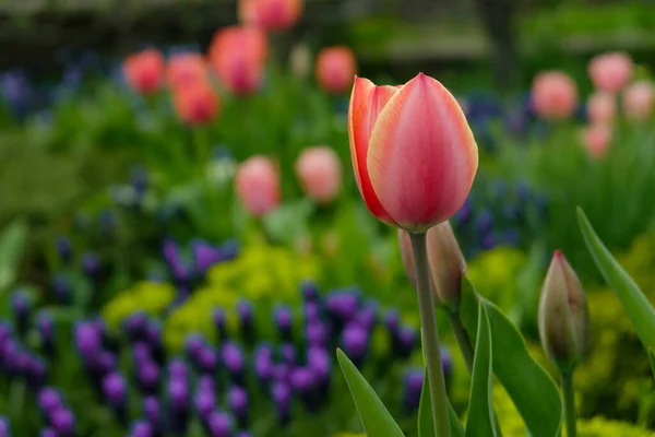 Hermosa Flor Tulipán Rosa Sobre Fondo Gargen Borroso Parque Con —  Fotos de Stock