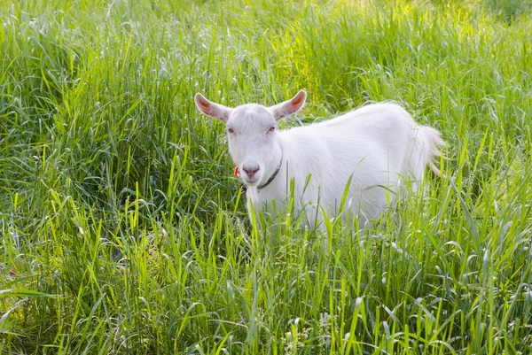 Geit op een weide met beweiding — Stockfoto