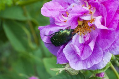 Sevimli yeşil chafer tırmanmaya üzerinde pembe Gül yaprağı