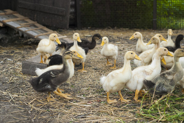 Ducklings on a farm for a walk.