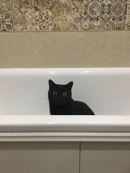 Gato Grande Preto Senta Banho Branco Parece Assustado — Fotografia de Stock