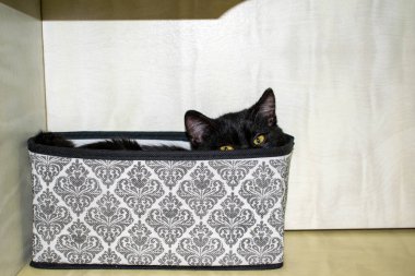 Siyah kedi yavrusu bir kutuda yatıyor. Sarı gözlü, evcil, komik bir kedi kutudan dışarı bakar..