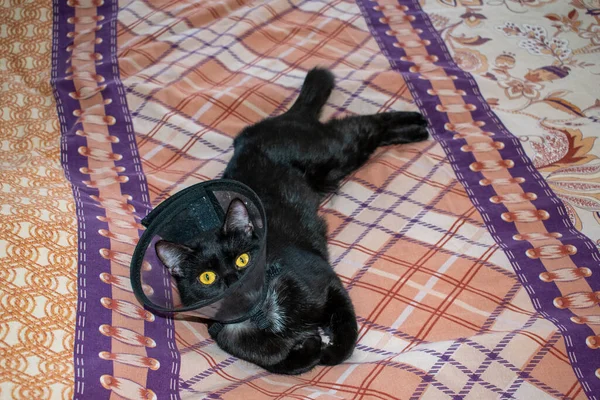 Gatito Negro Yace Una Cama Con Collar Transparente Protector Después — Foto de Stock