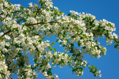 Çiçek açan elma ağacı