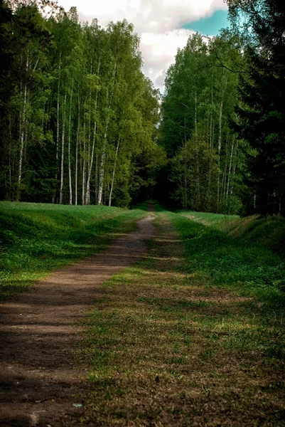 领先的进了森林的路径 — 图库照片