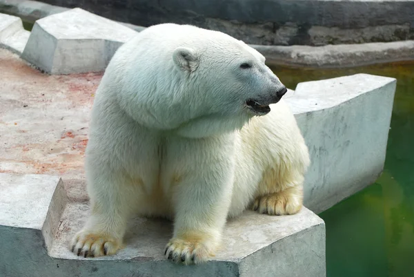 Polar bear — Stock Photo, Image