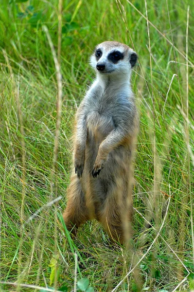 Meerkats — Stock Fotó