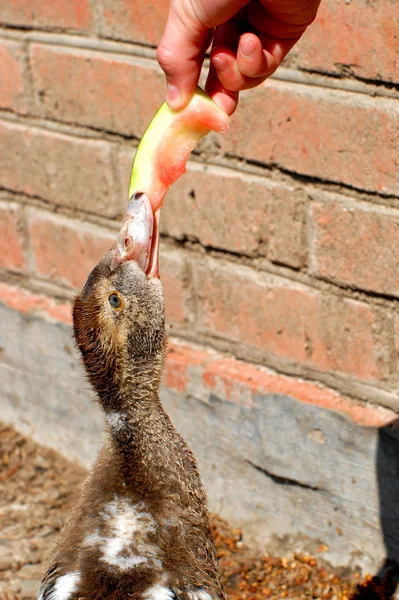 Etwa wie eine Ente Wassermelone frisst — Stockfoto