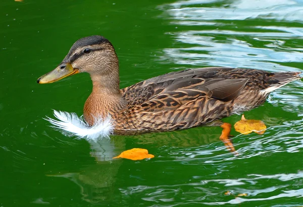 Swimming duck on the water