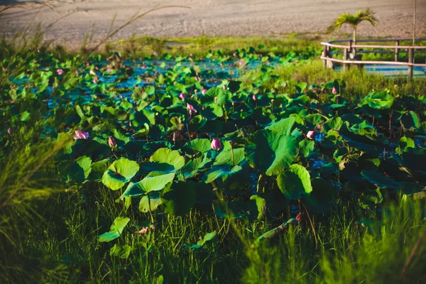 Lotus Pond — Stock Photo, Image