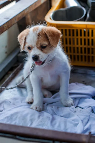 Little Puppy — Stock Photo, Image