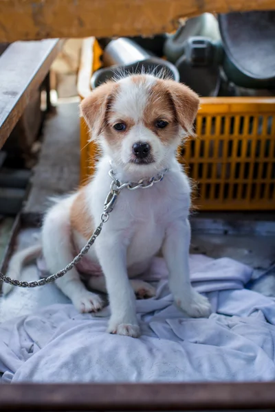 Little Puppy — Stock Photo, Image