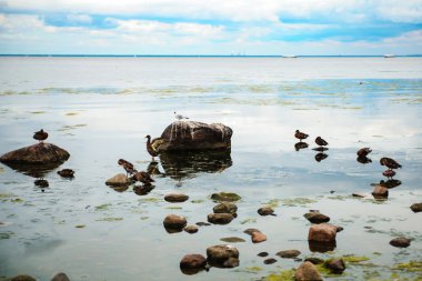 Ördekler gölette yüzüyor