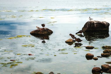 Ördekler gölette yüzüyor