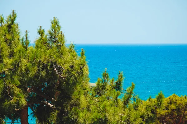 Árbol sobre un fondo del mar — Foto de Stock