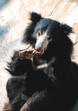 Black sloth bear clipart