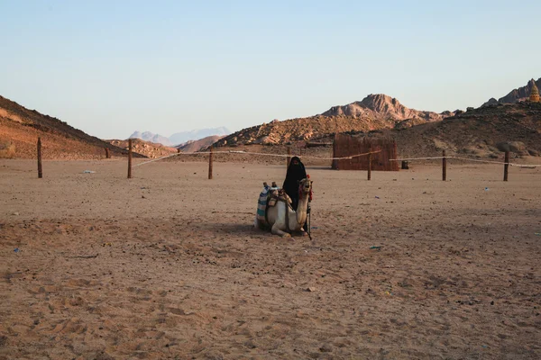 Viaggio sui cammelli — Foto Stock