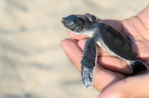 Tortuga bebé —  Fotos de Stock