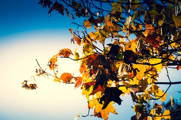 Branch with orange and yellow leaves - fall foliage