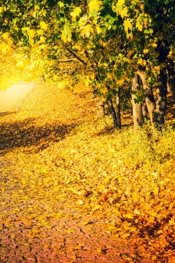 Ağaçlarda turuncu ve sarı yapraklar olan park - sonbahar yaprakları