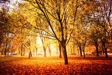 Ağaçlarda turuncu ve sarı yapraklar olan park - sonbahar yaprakları