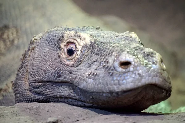 Varanous Île Komodo Indonésie Gros Plan — Photo