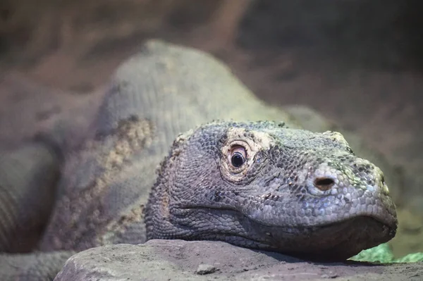 Varanous Île Komodo Indonésie Gros Plan — Photo