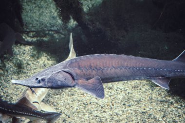 Arowana balığı - yatay fotoğraf