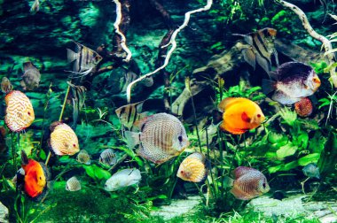 Birçok disk balığı yüzüyor, bitkiler