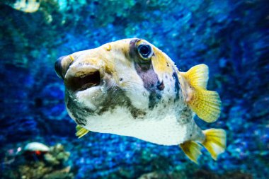 Siyah beyaz fugu balığı