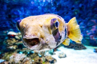 Siyah beyaz fugu balığı