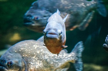 Piranha balığı - ön manzara