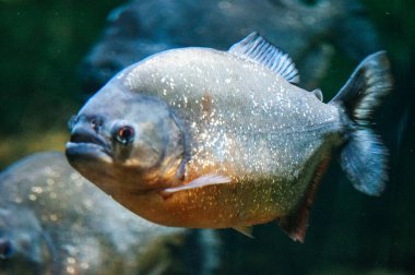 Piranha balığı - yan görünüm