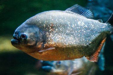 Piranha balığı - yan görünüm