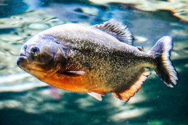 Piranha balığı - yan görünüm