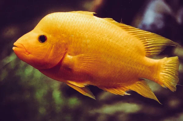 Amphilophus Citrinellus Orange Fish — Stock Photo, Image
