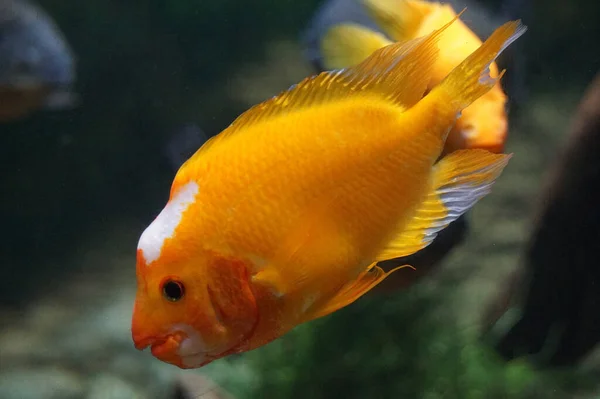 Amphilophus Citrinellus Апельсиновая Рыба — стоковое фото