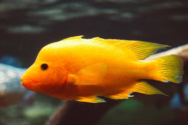 Amphilophus Citrinellus Orange Fish — Stock Photo, Image