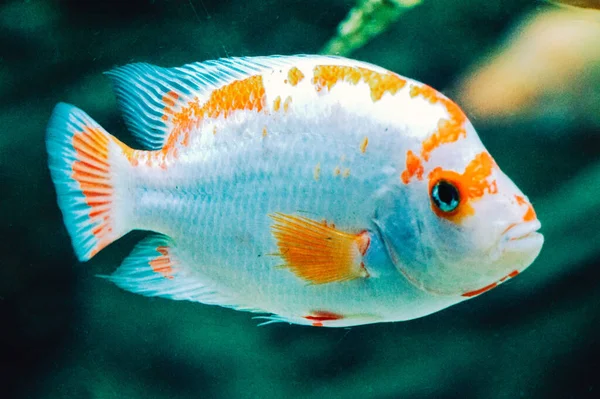Amphilophus Citrinellus White Orange Fish — Stock Photo, Image
