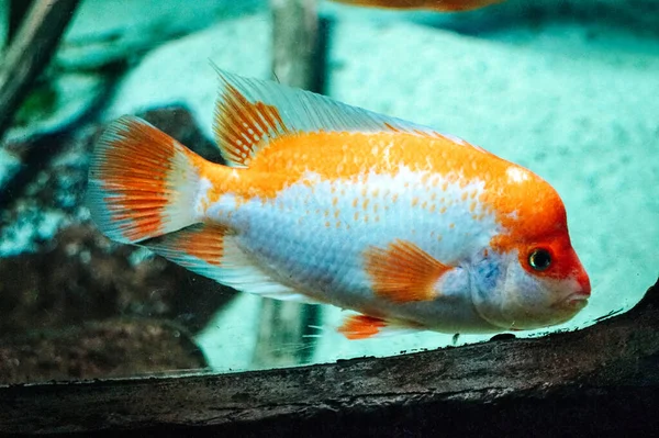 Amphilophus Citrinellus Λευκό Και Πορτοκαλί Ψάρι — Φωτογραφία Αρχείου