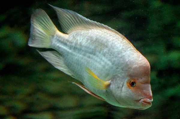 Amfilophus Citrinellus Ryba Biała Pomarańczowa — Zdjęcie stockowe