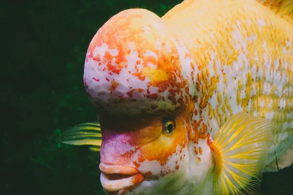 Amphilophus Citrinellus White Orange Fish — Stock Photo, Image