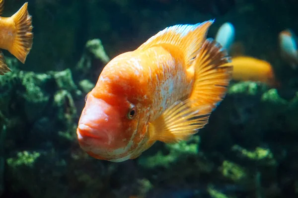 Amphilophus Citrinellus Beyaz Turuncu Balık — Stok fotoğraf