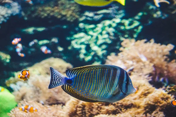 Korallrev Fisk Saltvattensakvarium — Stockfoto