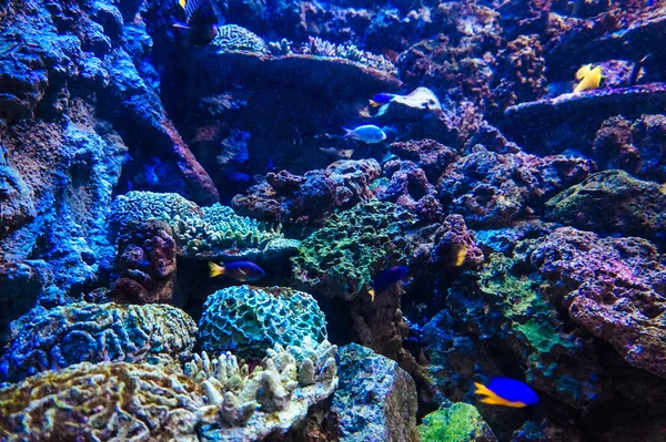 Korallrev Fisk Saltvattensakvarium — Stockfoto